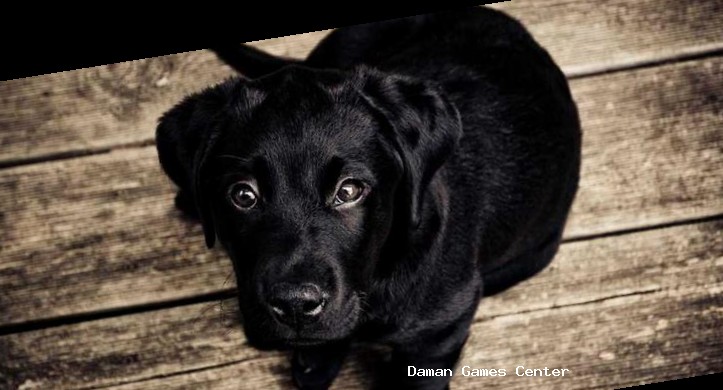 World Cricket Championship 3 Gameplay World Cricket Championship 3 gameplay screenshot showing a batsman hitting a six